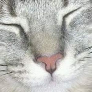 Meet your Posher, Israel